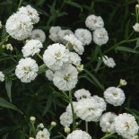 Achillea ptamica 'Noblessa'