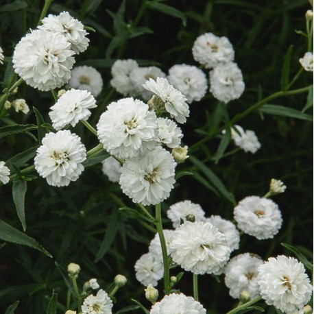 Achillea ptamica 'Noblessa'