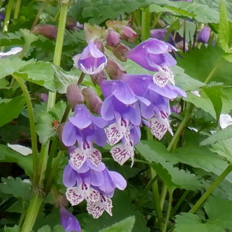 Meehania urticifolia 'Japanblau'