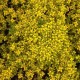 Thymus serphyllum 'Bertram Anderson'