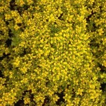 Thymus serphyllum 'Bertram Anderson'