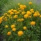 Trollius x cultorum