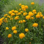 Trollius x cultorum