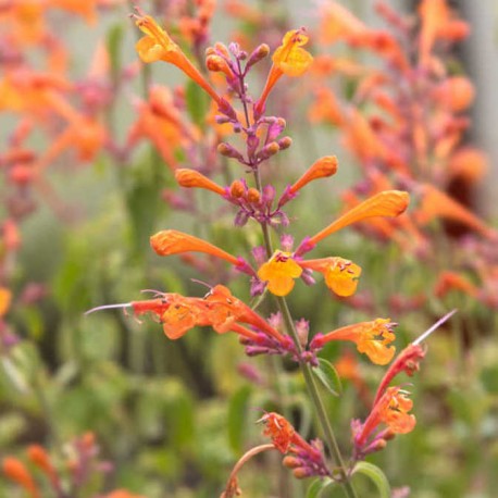 Agastache aurantiaca 'Tango'