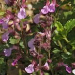 Teucrium chamaedrys 'Nana'