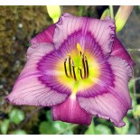 Hemerocallis 'Pricilla's Rainbow'
