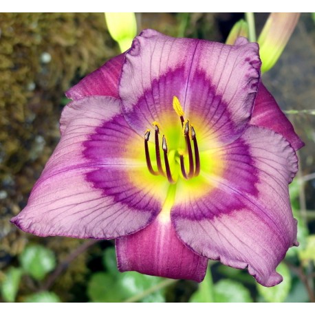 Hemerocallis 'Pricilla's Rainbow'