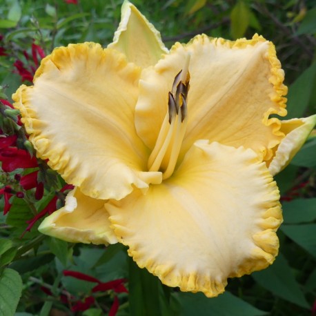 Hemerocallis 'Agressessively Feminine'