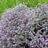 Teucrium subspinosum