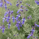 Teucrium orientale