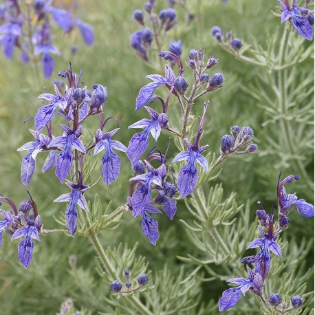 Teucrium orientale