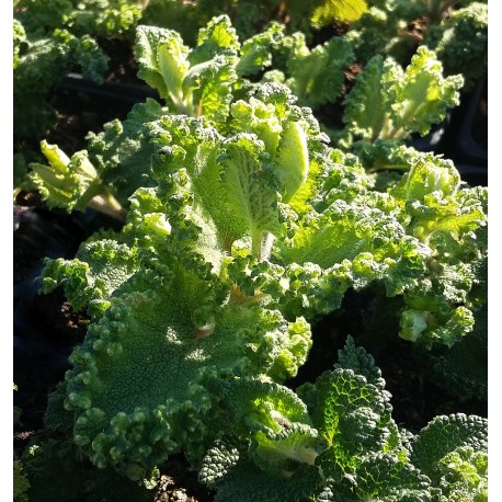 Teucrium scorodonia 'Crispum' ('Winter down')