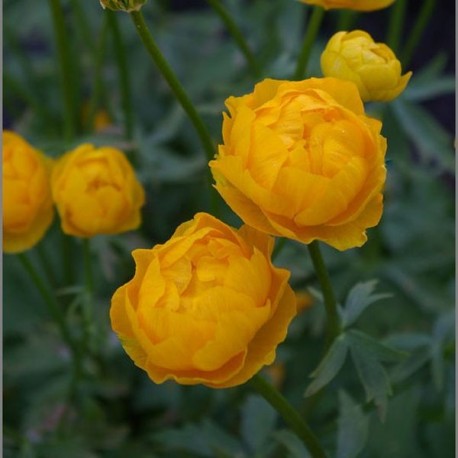 Trollius x cultorum Orange Princess