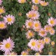 Chrysanthemum x 'Sheffield Pink'
