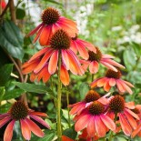 Echinacea purpurea 'Cheyenne Spirit'