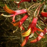 Lobelia laxiflora