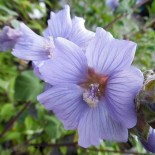 Lavatera x 'Blue Bird'