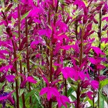 Lobelia speciosa 'Tania'