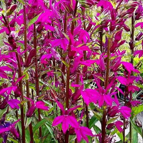 Lobelia speciosa 'Tania'