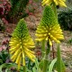 Kniphofia 'Moonstone'
