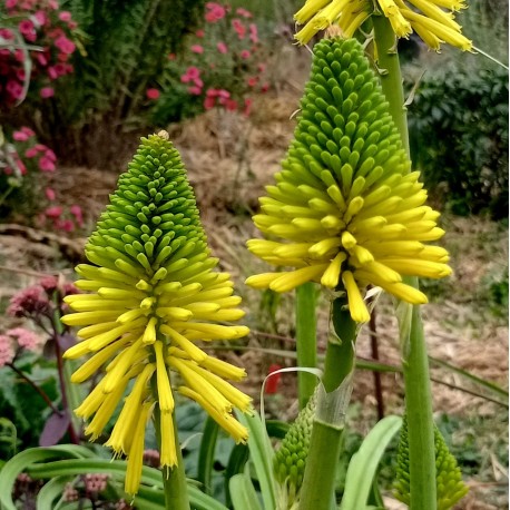 Kniphofia 'Moonstone'