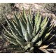 Agave utahensis
