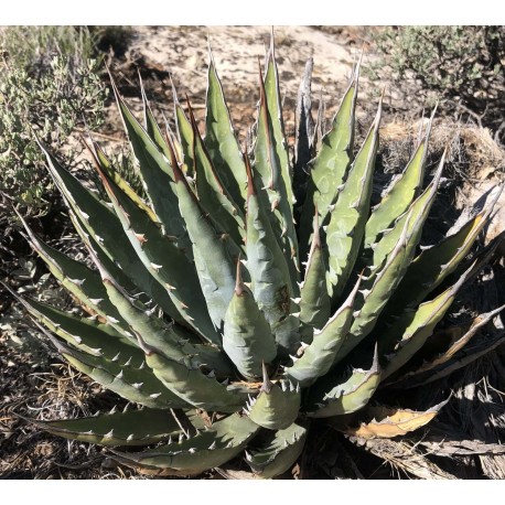 Agave utahensis