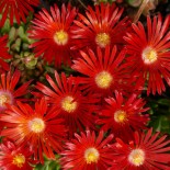 Delosperma 'Nani Forssman'