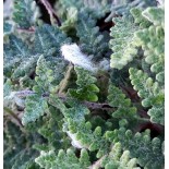 Cheilanthes lanosa 'Cimbra'