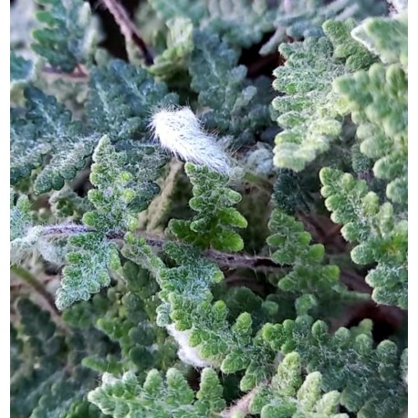 Cheilanthes lanosa 'Cimbra'