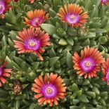 Delosperma x 'Fire Spinner'