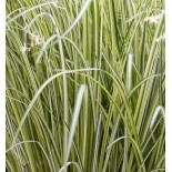 Anthericum saundersae 'Starlight'