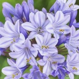 Agapanthus x 'Silberpfeil'