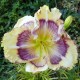 Hemerocallis 'Almira Buffalo Bone Jackson'