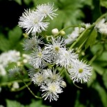 Trautvetteria caroliniensis