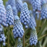 Muscari armeniacum 'Valerie Finnis'