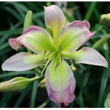 Hemerocallis 'Spoon Billed Sandpiper'