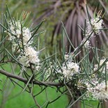 Hakea microcarpa