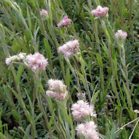 Antennaria dioica