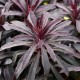 Euphorbia characias 'Miners Merlot'