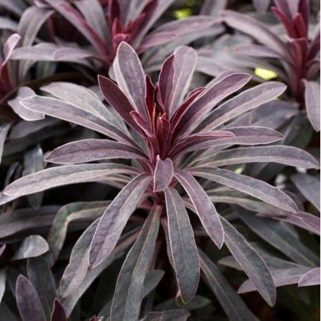 Euphorbia characias 'Miners Merlot'