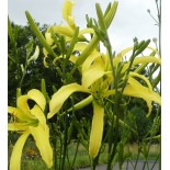 Hemerocallis 'Alti Max'