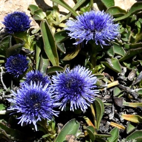 Globularia trichosantha