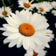 Leucanthemum superbum 'Etoile d'Anvers'