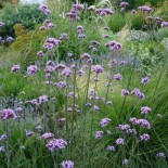 Verbena bonariensis