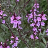 Verbena officinalis 'Bampton'