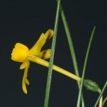 Narcissus jonquilla ssp. willkommii