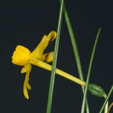 Narcissus jonquilla ssp. willkommii