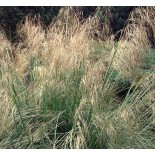 Stipa gigantea