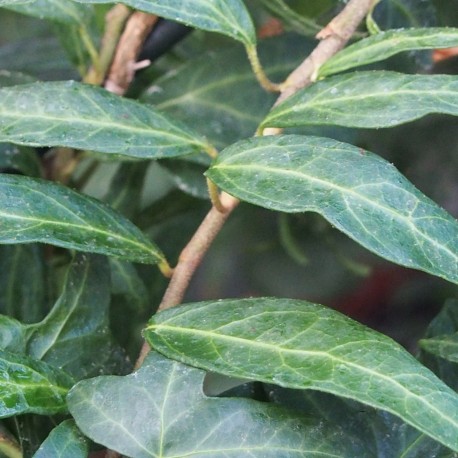 Hedera helix 'Hester'